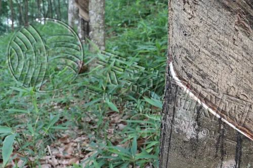 橡胶市场预期大“转弯”，分歧“愈演愈烈”？-第4张图片-十倍杠杆-股票杠杆